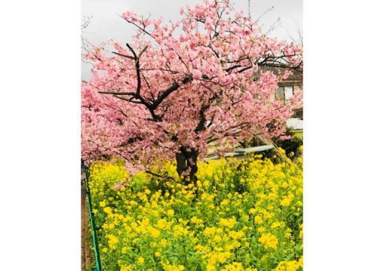 ■「河津櫻」只有在靜岡縣賀茂郡河津町一帶,才能夠燦爛奪目地滿開。作者提供圖片 ■「河津櫻」只有在靜岡縣賀茂郡河津町一帶,才能夠燦爛奪目地滿開。作者提供圖片