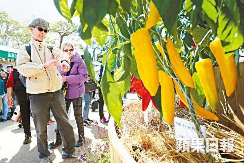 ■主辦單位指今年天氣冷,有機蔬果味道特佳。謝榮耀攝■蠔場負責人呂生現場忙於教市民烹調金蠔方法。■本地大專學生創作的3D畫成為市民的打卡位。■作物棚有由台灣引入的昭君茄。■林先生大讚本地士多啤梨清甜,不比日韓貨遜色。 ■主辦單位指今年天氣冷,有機蔬果味道特佳。謝榮耀攝■蠔場負責人呂生現場忙於教市民烹調金蠔方法。■本地大專學生創作的3D畫成為市民的打卡位。■作物棚有由台灣引入的昭君茄。■林先生大讚本地士多啤梨清甜,不比日韓貨遜色。