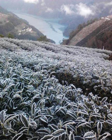 ■寒流發威,南投萬大水庫附近茶園結霜。 ■寒流發威,南投萬大水庫附近茶園結霜。