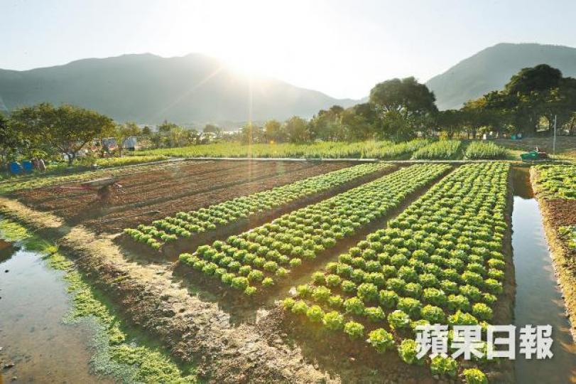 ■政府擬在古洞南蕉徑興建農業園，原有農地或受影響。謝榮耀攝