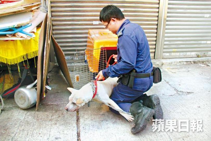 ■狗女昨由愛護動物協會帶走時,一度掙扎。詹家志攝 ■狗女昨由愛護動物協會帶走時,一度掙扎。詹家志攝