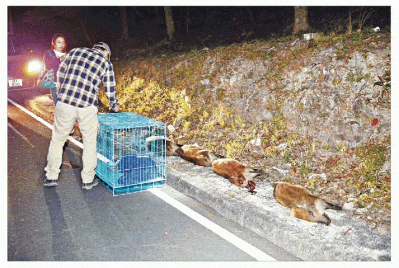 ■好心人將4隻野豬屍體移往路旁,而其中一隻重傷野豬被人道毀滅。■意外現場遺下一塊汽車沙板泥擋。 ■好心人將4隻野豬屍體移往路旁,而其中一隻重傷野豬被人道毀滅。■意外現場遺下一塊汽車沙板泥擋。