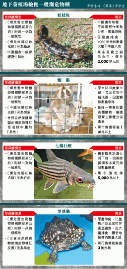 ■警員在元朗港威豪園村屋內調查時,屋內的豹貓疑受驚左跳右撲,逃避追捕。黎志偉攝■屋內狗隻疑不捨同伴離去,於窗邊查看。 ■警員在元朗港威豪園村屋內調查時,屋內的豹貓疑受驚左跳右撲,逃避追捕。黎志偉攝■屋內狗隻疑不捨同伴離去,於窗邊查看。