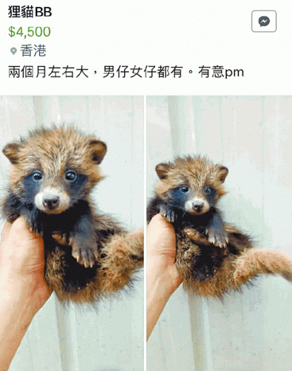 ■非法買賣瀕危動物漸多,fb討論區有人以4,500元出售貍貓BB。讀者提供圖片 ■非法買賣瀕危動物漸多,fb討論區有人以4,500元出售貍貓BB。讀者提供圖片