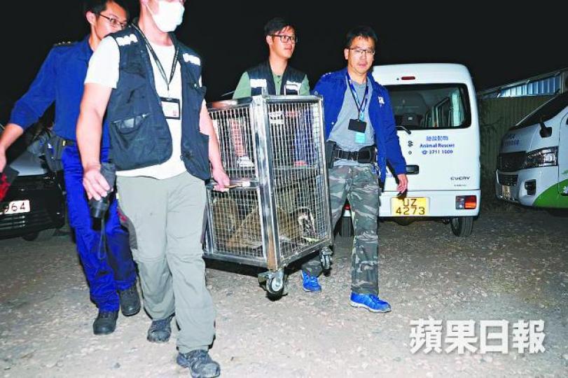 ■調查人員昨凌晨於養殖場撿走包括果子狸等珍貴動物。張家豪攝 ■調查人員昨凌晨於養殖場撿走包括果子狸等珍貴動物。張家豪攝