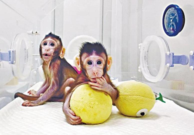 ■中國成功複製出兩隻獼猴「中中」和「華華」,姐妹外觀上幾無分別。路透社 ■中國成功複製出兩隻獼猴「中中」和「華華」,姐妹外觀上幾無分別。路透社
