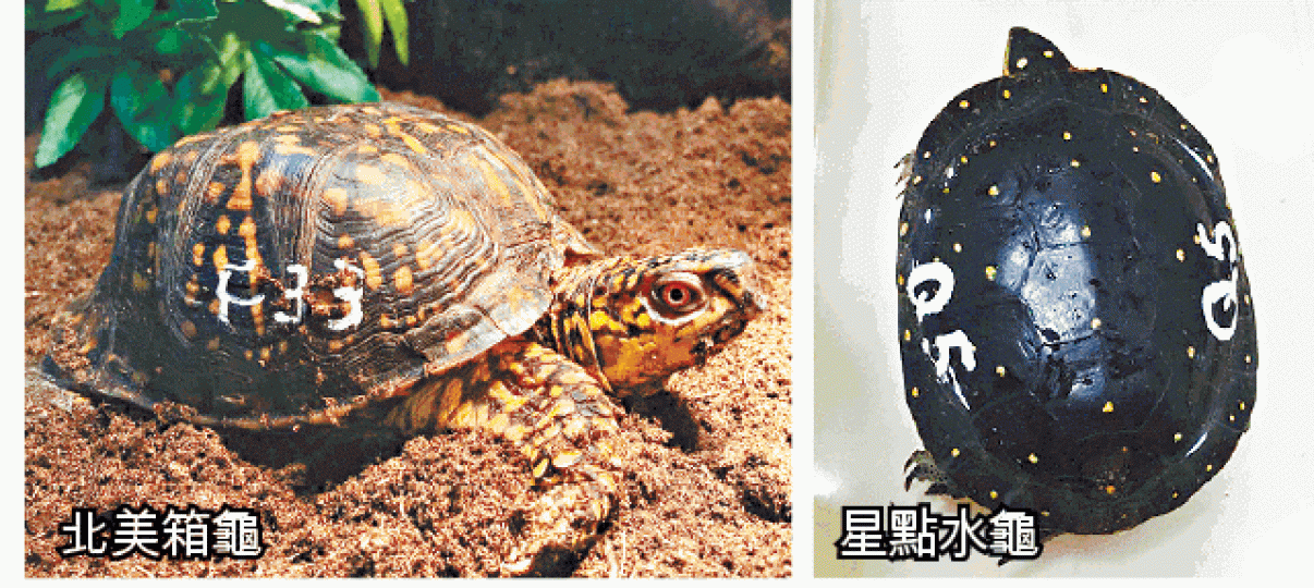 ■領養中心30隻龜失蹤,部份屬瀕危物種。香港兩棲及爬蟲協會提供圖片 ■領養中心30隻龜失蹤,部份屬瀕危物種。香港兩棲及爬蟲協會提供圖片
