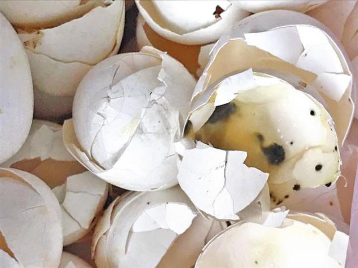 ■發霉雞蛋破損兼生蟲。■當局查封有問題食品。 ■發霉雞蛋破損兼生蟲。■當局查封有問題食品。