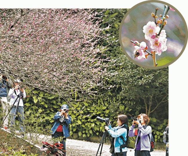 ■嘉道理農場梅花盛開,園中的梅花王成遊人聚焦景點。馬泉崇攝■胡挺生先生紀念亭的鐘花櫻桃紅遍山林,落英繽紛。■大批市民昨早在農場外輪候買穿梭巴士乘車券。王心義攝 ■嘉道理農場梅花盛開,園中的梅花王成遊人聚焦景點。馬泉崇攝■胡挺生先生紀念亭的鐘花櫻桃紅遍山林,落英繽紛。■大批市民昨早在農場外輪候買穿梭巴士乘車券。王心義攝