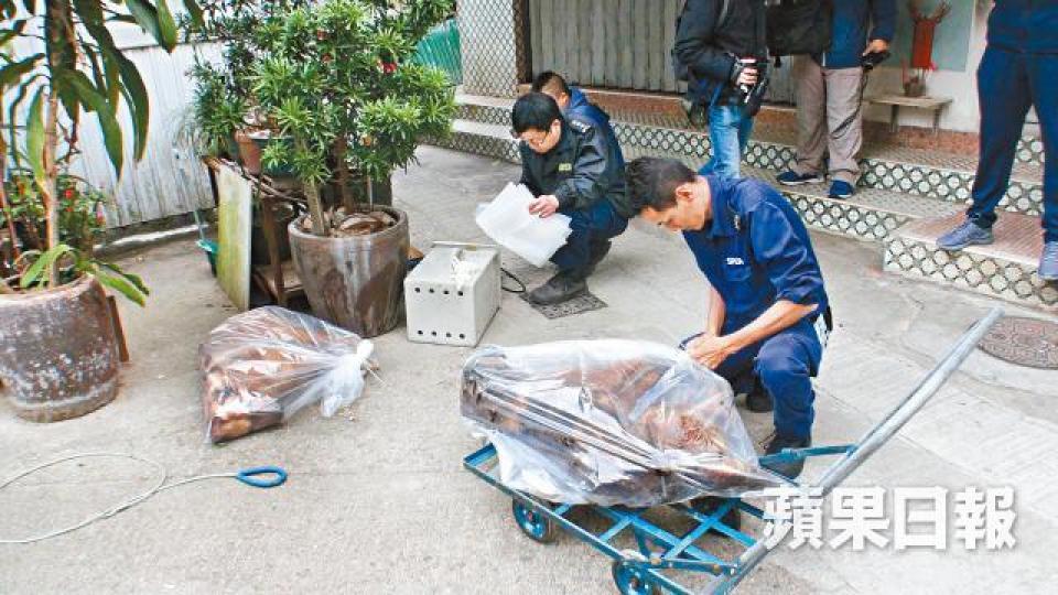 ■愛協人員撿走狗屍,交漁護署調查死因。翁鈺輝攝■懷疑有份啄食狗糧的多隻麻雀同告斃命。■警員在村口貼街招,呼籲村民提供毒狗案消息。■黃伯為愛犬預備的飯菜疑被下毒。 ■愛協人員撿走狗屍,交漁護署調查死因。翁鈺輝攝■懷疑有份啄食狗糧的多隻麻雀同告斃命。■警員在村口貼街招,呼籲村民提供毒狗案消息。■黃伯為愛犬預備的飯菜疑被下毒。