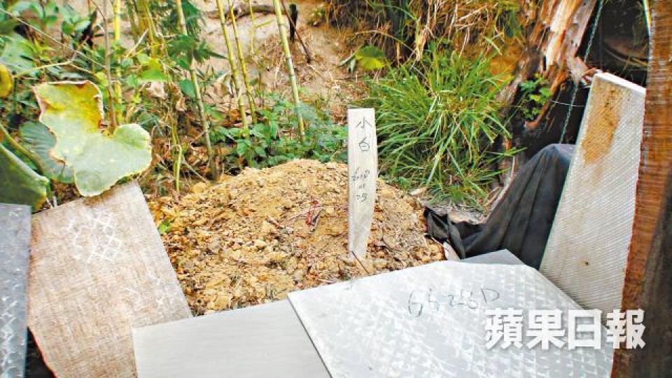 ■陳先生在村內安葬死去的愛犬。譚健文攝 ■陳先生在村內安葬死去的愛犬。譚健文攝