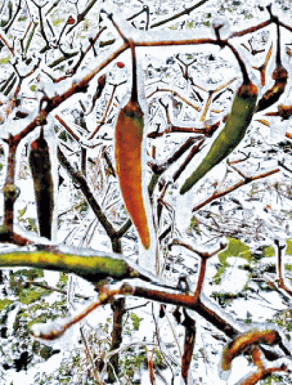 ■廣東韶關雲岩鎮氣溫低至-3℃,樹上辣椒也「急凍」結冰。■韶關京珠北高速公路結冰,上周五已開始關閉。 ■廣東韶關雲岩鎮氣溫低至-3℃,樹上辣椒也「急凍」結冰。■韶關京珠北高速公路結冰,上周五已開始關閉。