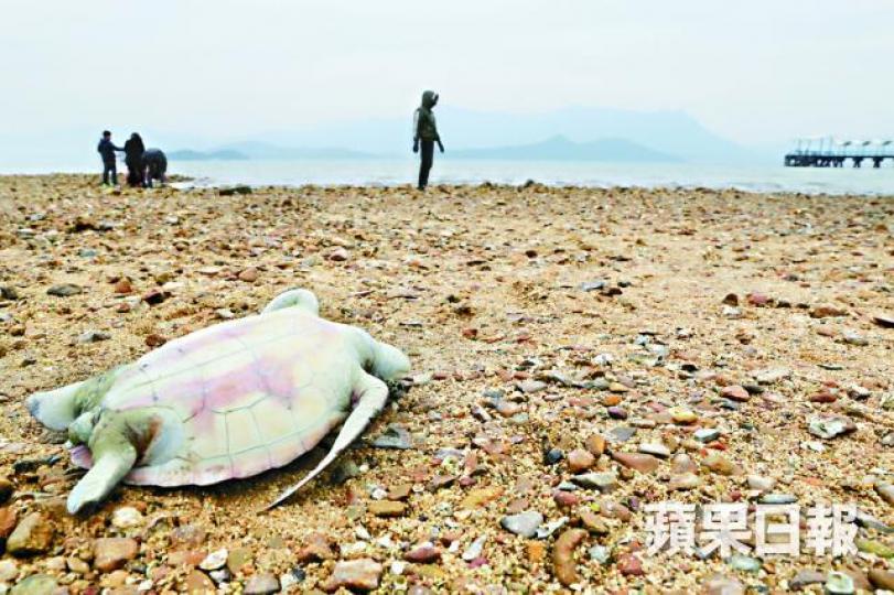 ■年幼綠海龜被發現時已經死亡,腹部朝天。梁瑞帆攝 ■年幼綠海龜被發現時已經死亡,腹部朝天。梁瑞帆攝
