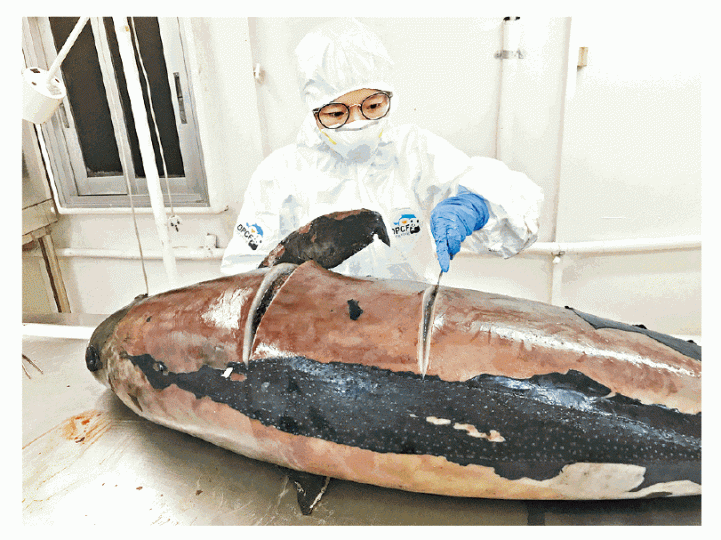 ■近日再有成年江豚擱淺死亡,圖為海洋公園保育基金解剖江豚情況。海洋公園保育基金提供圖片 ■近日再有成年江豚擱淺死亡,圖為海洋公園保育基金解剖江豚情況。海洋公園保育基金提供圖片
