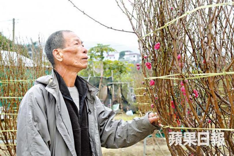 ■榮哥望着花蕾寥寥可數的桃花,嘆賤價也無人願買。朱家駿攝 ■榮哥望着花蕾寥寥可數的桃花,嘆賤價也無人願買。朱家駿攝