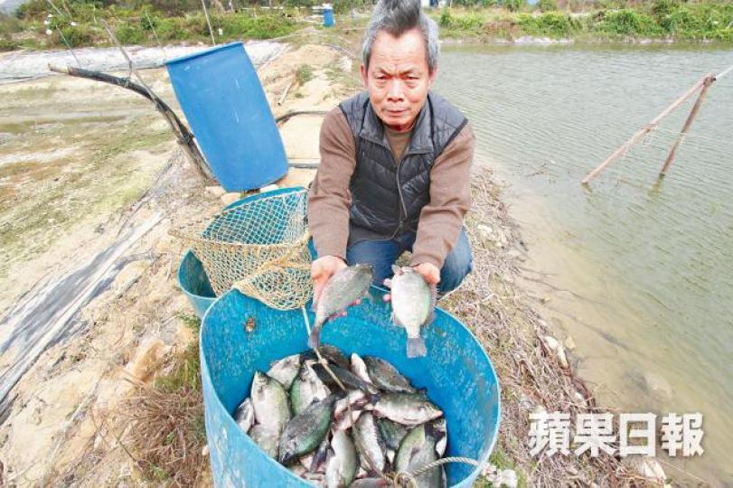 ■漁戶林先生斥魚統處無應約收走魚穫,令他蒙受損失。文兆麟攝
■漁戶林先生斥魚統處無應約收走魚穫,令他蒙受損失。文兆麟攝