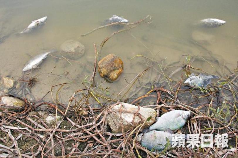 ■連日霜凍令大量寶石魚死亡。文兆麟攝
■連日霜凍令大量寶石魚死亡。文兆麟攝