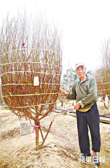■本土蘭花王「恩桃」最貴售2.88萬,比去年平一半。朱家駿攝
■本土蘭花王「恩桃」最貴售2.88萬,比去年平一半。朱家駿攝