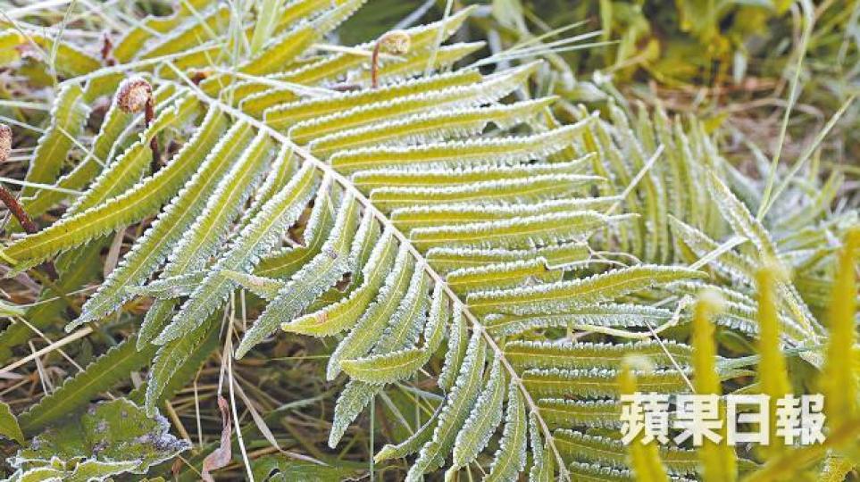 【沙頭角】■車輛擋風玻璃白濛濛,氣溫跌至-0.6℃。
【沙頭角】■車輛擋風玻璃白濛濛,氣溫跌至-0.6℃。