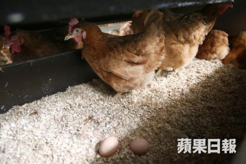 ■市民在處理禽肉或蛋時,應徹底清潔雙手和所用的用具。 ■市民在處理禽肉或蛋時,應徹底清潔雙手和所用的用具。