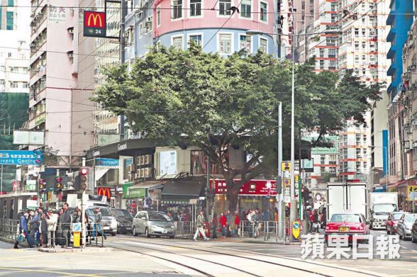 ■位於灣仔道、莊士敦道交界的細葉榕種於1994年。何柏佳攝■樹穴每邊擴大20厘米後,仍未有足夠空間供樹根生長。John Denver ■位於灣仔道、莊士敦道交界的細葉榕種於1994年。何柏佳攝■樹穴每邊擴大20厘米後,仍未有足夠空間供樹根生長。John Denver