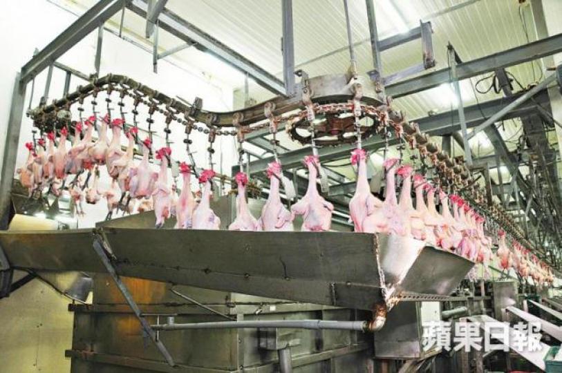 ■養殖場以中央屠宰方式以保雞肉質素。 ■養殖場以中央屠宰方式以保雞肉質素。