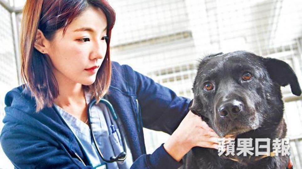 ■獸醫陳亭熹稱小黑逃出生天時非常瘦弱,現體重回復正常。周子惇攝
■獸醫陳亭熹稱小黑逃出生天時非常瘦弱,現體重回復正常。周子惇攝