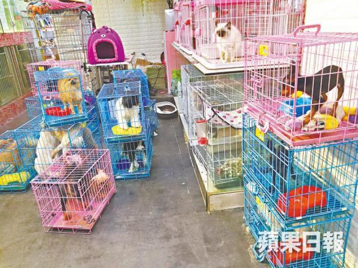 ■阿豪揭內地商販搞網購賣狗一條龍送往香港,正搜集資料作舉報。
■阿豪揭內地商販搞網購賣狗一條龍送往香港,正搜集資料作舉報。
