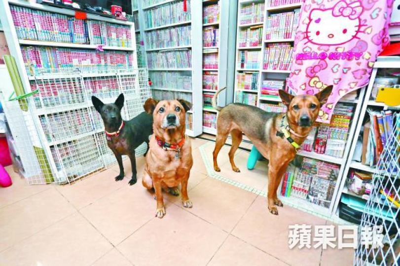 ■樓上漫畫店的3隻唐狗店長吸引不少愛狗之人。李錦鏵攝 ■樓上漫畫店的3隻唐狗店長吸引不少愛狗之人。李錦鏵攝