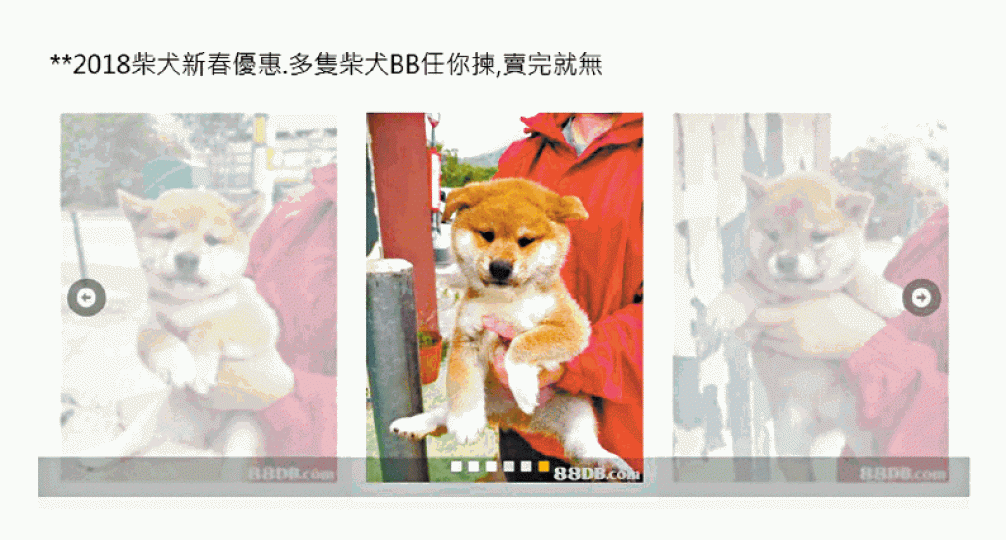 ■不少網上寵物犬賣家聲稱有新春優惠,特價出售柴犬。
■不少網上寵物犬賣家聲稱有新春優惠,特價出售柴犬。