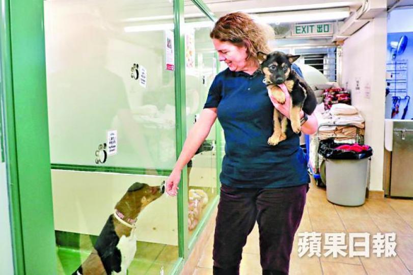 ■愛協副總監侯安娜指,為流浪動物絕育才是管理動物數量最好方法。 ■愛協副總監侯安娜指,為流浪動物絕育才是管理動物數量最好方法。