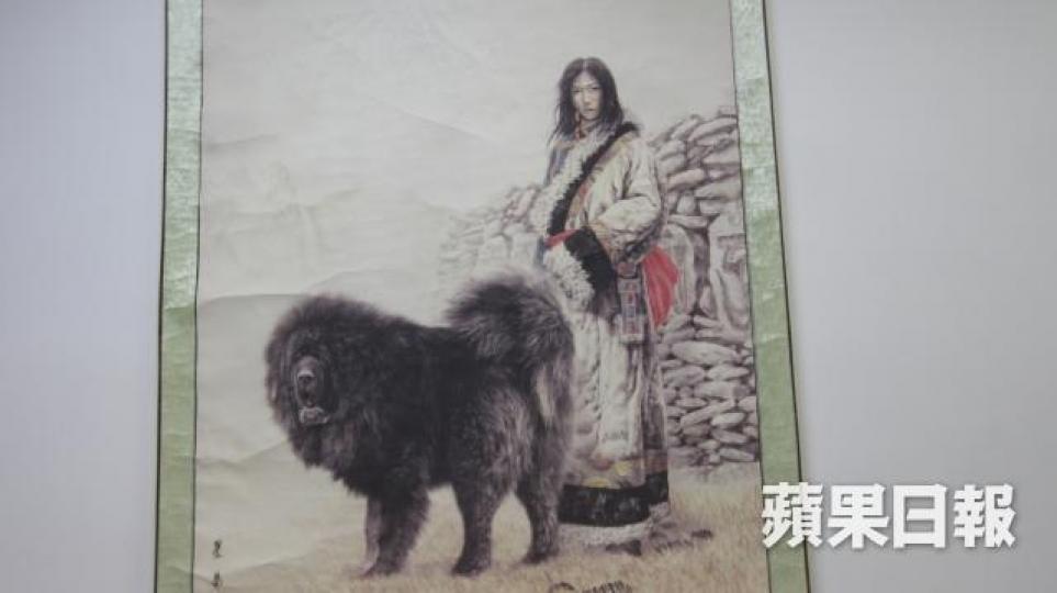 ■藏獒其真正來源為青藏高原。
■藏獒其真正來源為青藏高原。