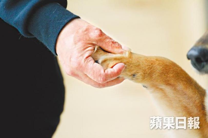 ■Alva以愛心馴服唐狗MoMo,人犬親近得可握手。
■Alva以愛心馴服唐狗MoMo,人犬親近得可握手。
