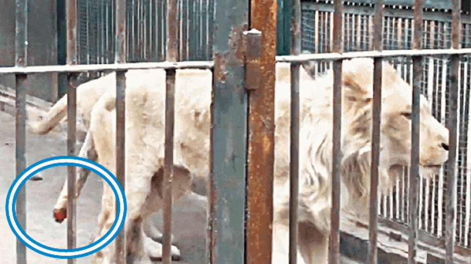 ■太原動物園一頭骨瘦嶙峋的雄獅尾巴斷了一截(圓圈示)。互聯網
■太原動物園一頭骨瘦嶙峋的雄獅尾巴斷了一截(圓圈示)。互聯網