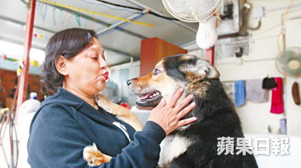 ■Alva憶述當日逃生經過,至今仍視唐狗MoMo為救命恩人。張 軍攝
■Alva憶述當日逃生經過,至今仍視唐狗MoMo為救命恩人。張 軍攝