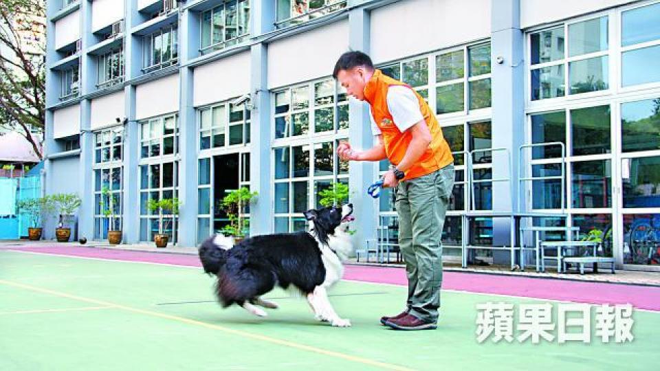 ■狗義工Eagle曾被遺棄,幸得Ben Sir協助覓得好歸宿。周子惇攝
■狗義工Eagle曾被遺棄,幸得Ben Sir協助覓得好歸宿。周子惇攝