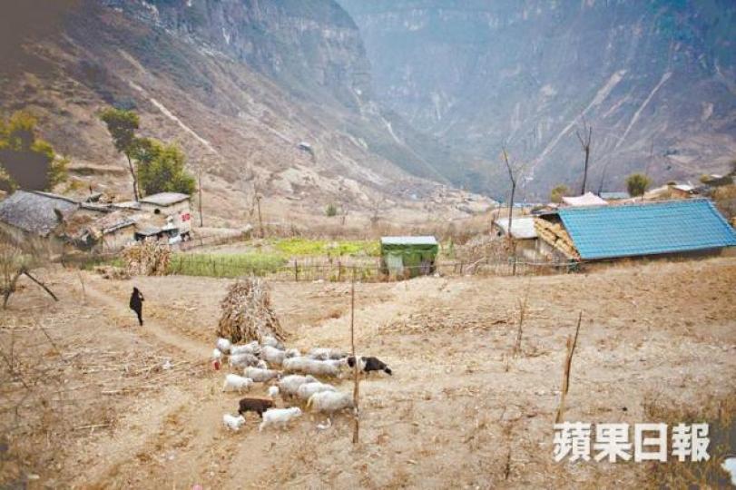 ■村民在懸崖村山谷放養牛羊。 ■村民在懸崖村山谷放養牛羊。
