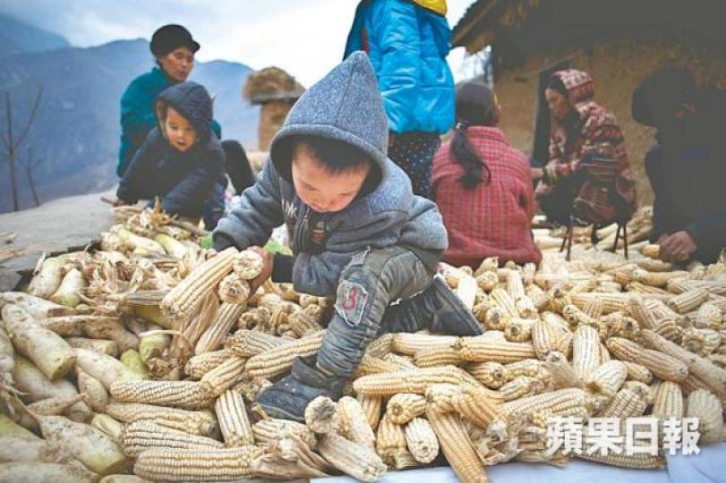 ■粟米曾是村民主糧、同時也是養豬和雞的飼料。 ■粟米曾是村民主糧、同時也是養豬和雞的飼料。