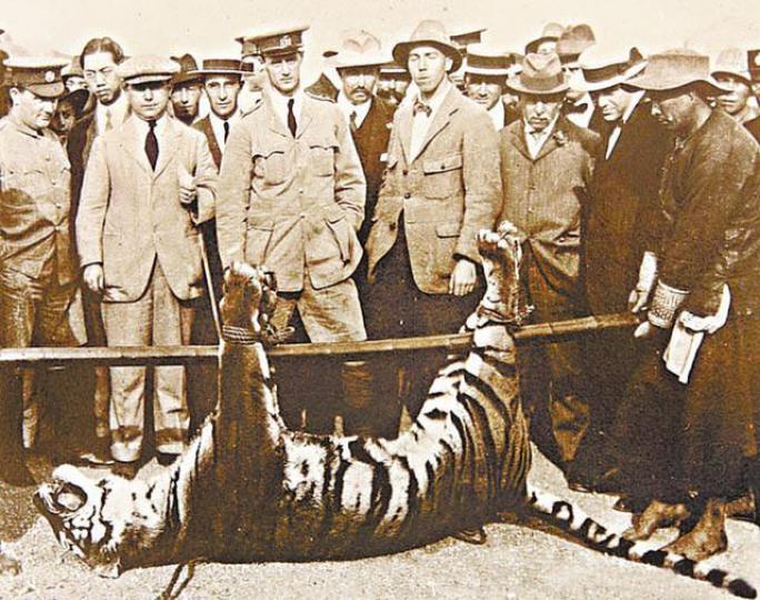 ■1915年殺人的「上水之虎」被警方捕虎隊射殺。■「上水之虎」虎頭被製成標本，現存放山頂警隊博物館。