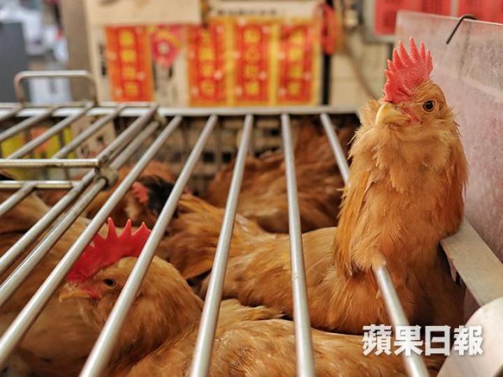 ■筆者指出,食用含殘餘人造激素肉類和乳癌的關係,至今仍缺乏可靠的證據。 ■筆者指出,食用含殘餘人造激素肉類和乳癌的關係,至今仍缺乏可靠的證據。
