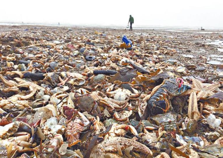 ■海洋生物屍體堆滿海灘。
■海洋生物屍體堆滿海灘。