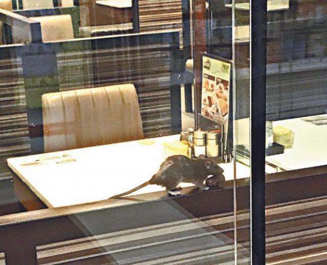 ■寶達商場百份百餐廳昨有一大一細老鼠在座椅邊緣走動。讀者提供圖片
■寶達商場百份百餐廳昨有一大一細老鼠在座椅邊緣走動。讀者提供圖片