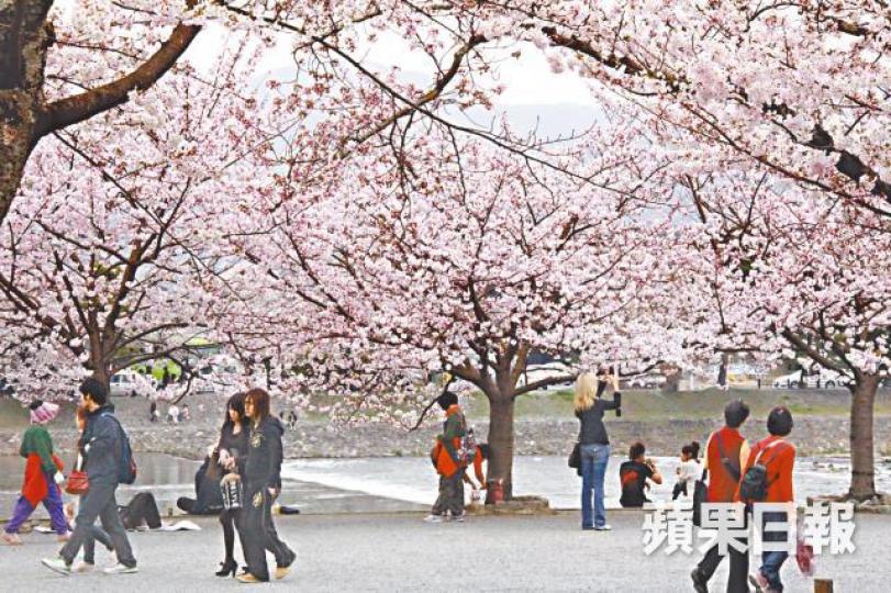 ■3、4月正值櫻花盛開,每年均吸引不少港人前往賞花。資料圖片 ■3、4月正值櫻花盛開,每年均吸引不少港人前往賞花。資料圖片
