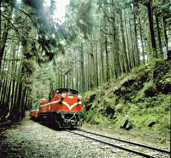 ■超過百年歷史的阿里山小火車,深受遊客歡迎。互聯網 ■超過百年歷史的阿里山小火車,深受遊客歡迎。互聯網