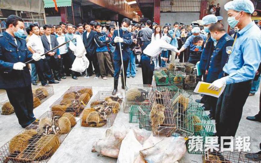 ■果子狸是沙士病毒的中途宿主,從病毒源頭蝙蝠染病後傳人;沙士爆發後,廣東省於2004年撲殺果子狸。 ■果子狸是沙士病毒的中途宿主,從病毒源頭蝙蝠染病後傳人;沙士爆發後,廣東省於2004年撲殺果子狸。