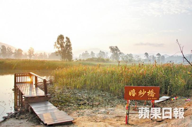 ■婚紗橋是不少情侶到南生圍拍婚紗照的勝地。 ■婚紗橋是不少情侶到南生圍拍婚紗照的勝地。