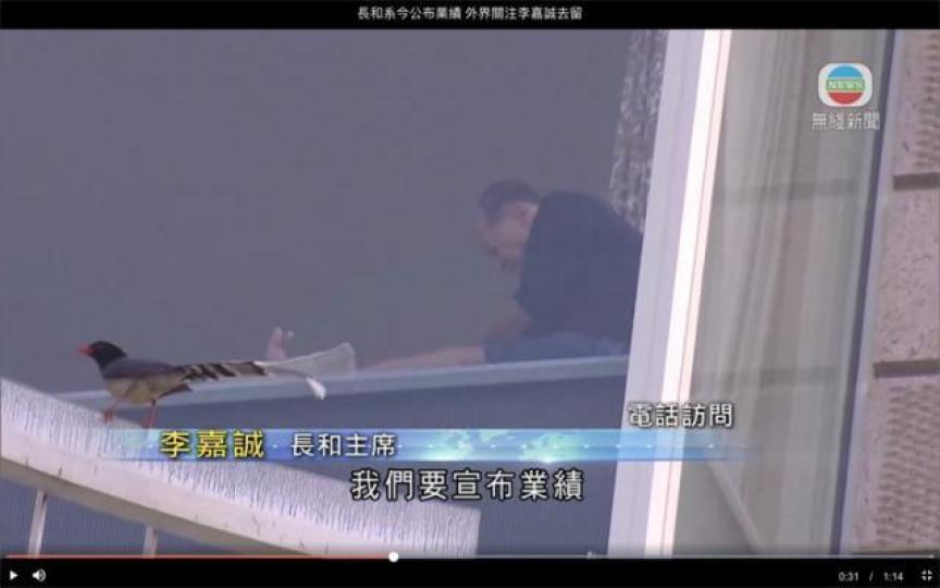 ■電視台拍攝到李嘉誠退休當天清晨拉筋期間,一頭「紅嘴藍鵲」飛近大宅。無綫電視畫面 ■電視台拍攝到李嘉誠退休當天清晨拉筋期間,一頭「紅嘴藍鵲」飛近大宅。無綫電視畫面