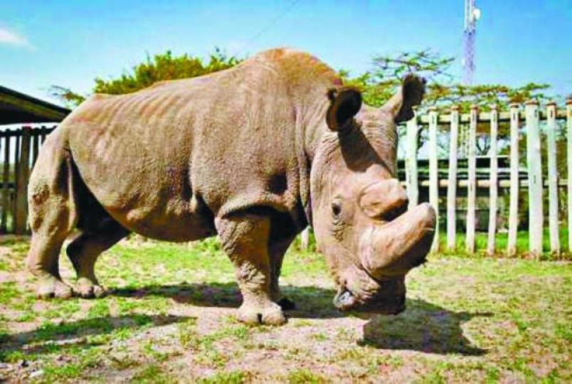 ■「蘇丹」終以安樂死結束生命。資料圖片
■「蘇丹」終以安樂死結束生命。資料圖片