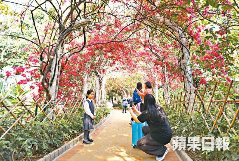 【將軍澳 台灣鐘花櫻桃】
【將軍澳 台灣鐘花櫻桃】