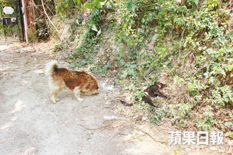 ■圍頭村有唐狗遭毒死,同伴在旁依依不捨。周鴻熙攝
■圍頭村有唐狗遭毒死,同伴在旁依依不捨。周鴻熙攝